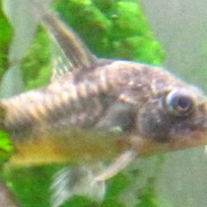 peppered cory cat