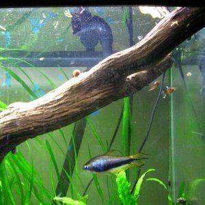 emperor tetra and others
