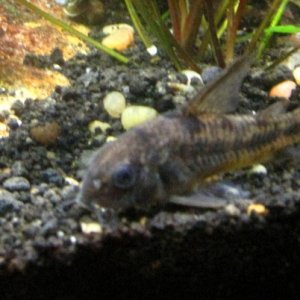 peppered cory