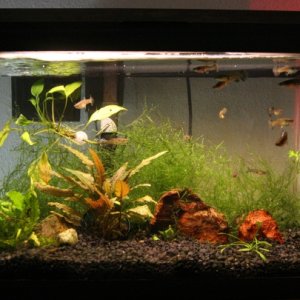 This is the nunnery, were I keep female guppies seperate from the males and fry.