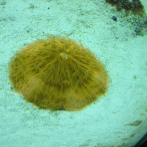 plate coral