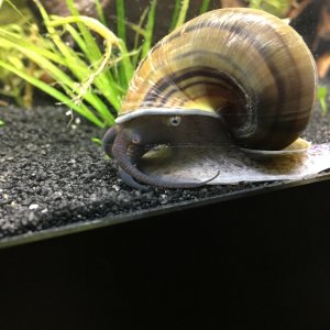 Leeroy Brown, mystery snail