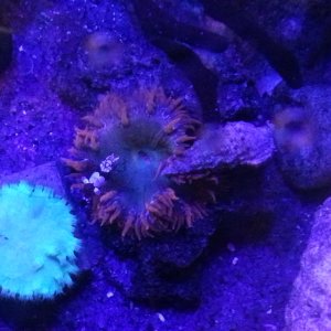 2016  5/1  Sexy Srimp with Rock Flower Anemone and a Blue Leg Hermit