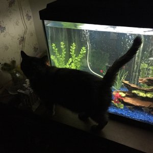 My cat decided to help with the photos this morning. :)  She is one of three responsible for the paw marks and nose prints on my aquarium glass. :D  I