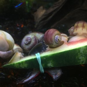 Young purple mystery snails enjoying some watermelon.