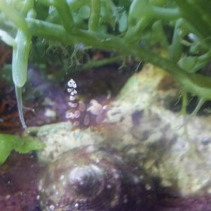 2016 8/27 Sexy Shrimp taking a ride on a snail