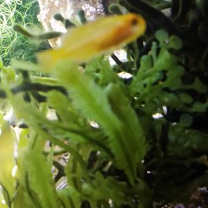 2016 5/23  May - shot of my Cute Clown Goby
