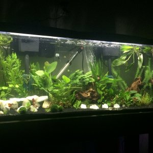 This is my most recent picture of my tank. I plan on moving a bunch of the plants around.