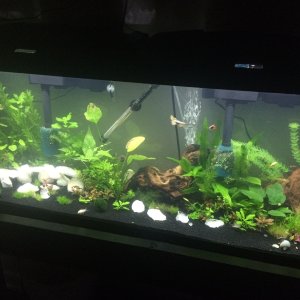 This is an earlier "draft" of my tank.