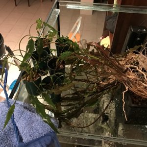 Tank rescape 3 crypts being planted
170804