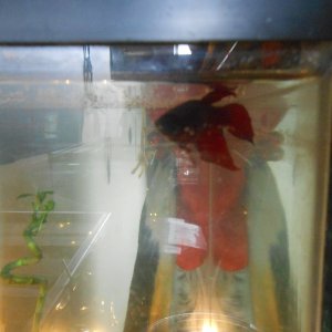 RWS Gabrielle 

She's my super red Veil tail female Betta. Working on getting her some fellow tank mates ^^