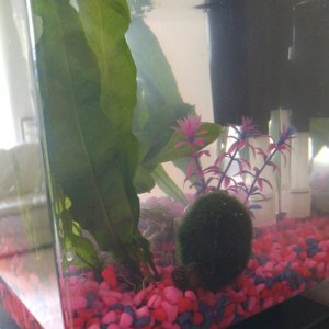 Anubis1 with mossball and nerite snail