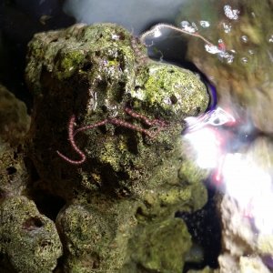20171103 Dwarf Brittle Star tentacles grabbing for food.
