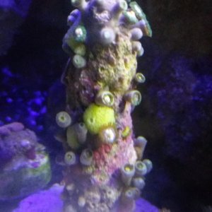 20171203 Frag of 35+ Pinwheels plus 3 little tiny yellow sponges and this is the biggest of the 3, and a tiny orange one on the back.  I am so excited