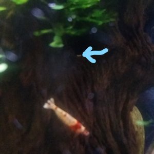 arrow pointing to baby shrimp PRL