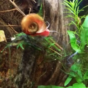 20171209 cool RH snails