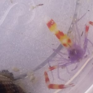 20180120 New Coral Banded shrimp with some blue color!!!