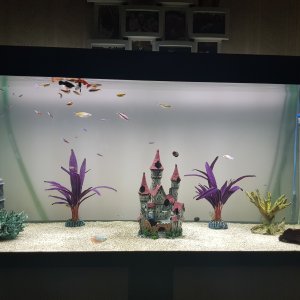 Current tank pic 1