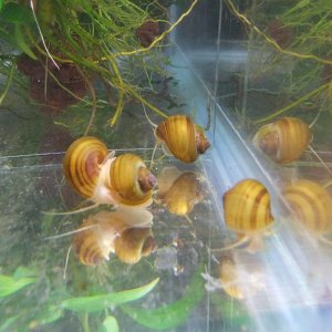Mystery Snails -  Chestnut