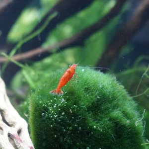 Shrimp loving moss ball