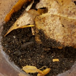 20190607 Powder Orange Isopods eating a couple Crab Cuisine pellets.  The instant the pellets dropped into the container the biggest one nearly flippe