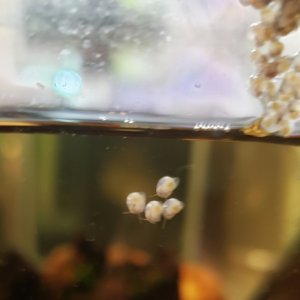 20190701 New baby Blue Mystery snails today