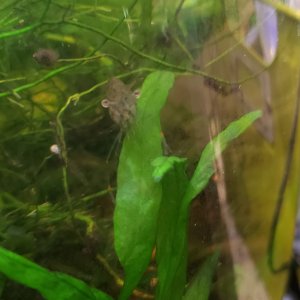 2019 08-26  - note the long front claws with red cuffs  
Breeding well and so funny.
Live great with the other fish and Pygmy Cories and snails.