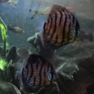 Two of the "grandfry"--discus that were born to a couple determined to breed.