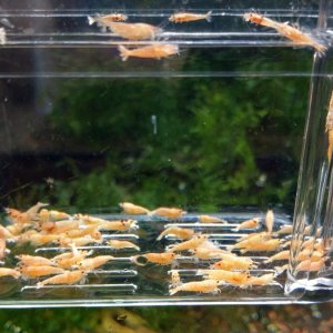 3/28/2020 Ordered Golden Bee Shrimp! Caridina
They should look something like these.