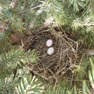 20200501 Mourning Dove eggs pink