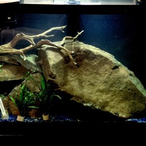 Plant Fish Tank