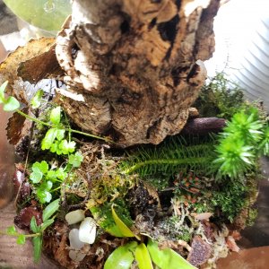 20210210 forest terrarium looking good, growing in!