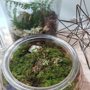 20210109 moss turtle container foreground december 2020
Back terrarium is an old one from maybe a year and a half ago.
Both of these have temperate Sp