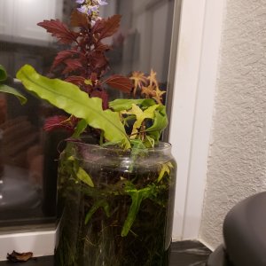 20210105 Planted jar
Bottom is garnet sand planted with tissue culture Dwarf Hair Grass
later added a stem of Coleus which broke off of the summer pla