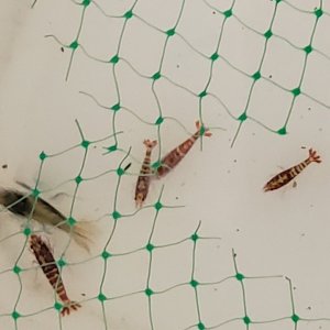 20210807 Red Fishbone shrimp and Black Snowflake fishbone acclimating after 6 days in shipping