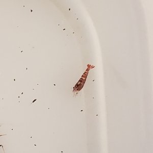 20210807 Red Fishbone shrimp acclimating after 6 days in shipping