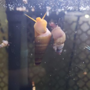 20210913 Rabbit snail baby is growing up and seems to have befriended a big MTS