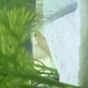 New yellow watchman goby! Hides a lot