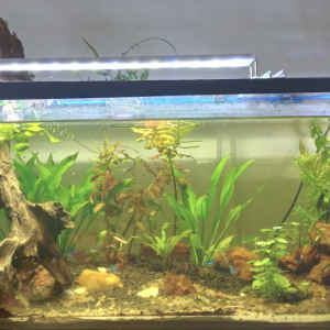 My 25 Gallon Tank. I'm still in the process of adding new plants to it. It houses about 14 Neon Tetras & 6 Penguin Tetras