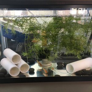 The setup, complete with PVC hides, floating plants, heater, and sponge filter. Minimalist to make it easier to watch them