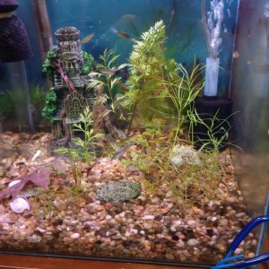 Breeding bronze corydories and guppy youth and guppy fry