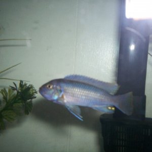 my mystery cichlid do you know what it is