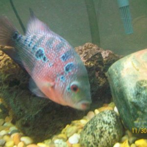 The Queen B of my tank, a 4.5" female Flowerhorn 1 month before the change