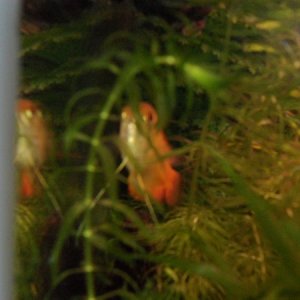 My hiding Honey Gourami. (I can never get pictures of him...)