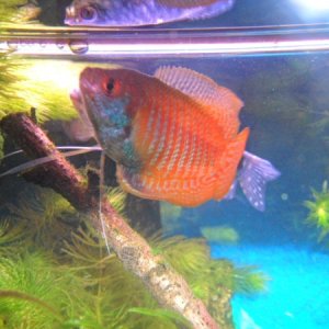 More of my dwarf gourami. Can anyone help me sex this one?