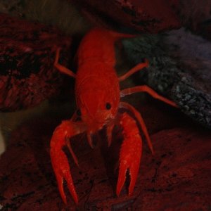 Orange Lobster