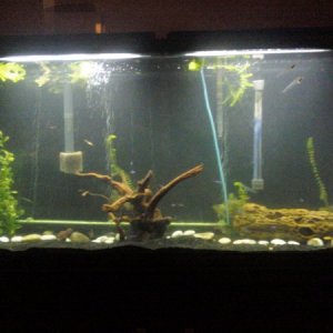 My tank in a very rough and mangled way.  Still adding plants.  :)