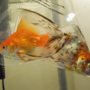 Orange and Calico colored fantail goldfish