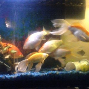 Far right end of 55g, I think they posed for me!
Cell camera not the best, sorry for the decreased picture quality.