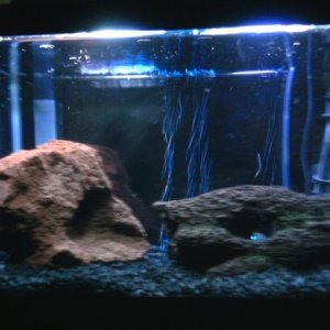 right now its a blacked out tank with blue light bubbles